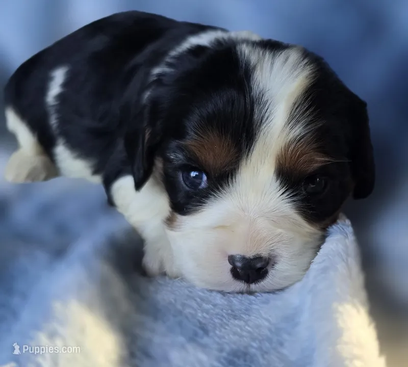 Marigold – Cavalier King Charles Spaniel puppy for sale in Arkport, NY