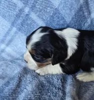 Marigold, a female Cavalier King Charles Spaniel for sale in Arkport, NY – Photo 5 of 5