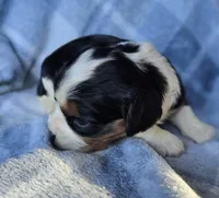 Marigold, a female Cavalier King Charles Spaniel for sale in Arkport, NY – Photo 3 of 5