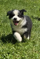 Georgia , a female Australian Shepherd for sale in Arkport, NY – 3 of 8