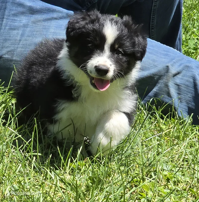 Glow – Australian Shepherd puppy for sale in Arkport, NY