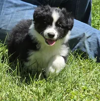 Glow, a female Australian Shepherd for sale in Arkport, NY – 1 of 5