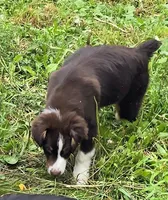 Gabriella, a female Australian Shepherd for sale in Arkport, NY – 2 of 2