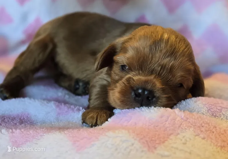 Colt – Cavalier King Charles Spaniel puppy for sale in Arkport, NY