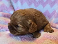 Colt, a male Cavalier King Charles Spaniel for sale in Arkport, NY – Photo 2 of 2