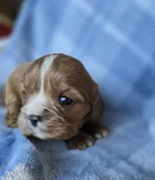 Molly, a female Cavalier King Charles Spaniel for sale in Arkport, NY – Photo 1 of 7