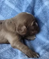 Molly, a female Cavalier King Charles Spaniel for sale in Arkport, NY – Photo 5 of 7