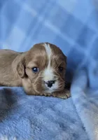 Molly, a female Cavalier King Charles Spaniel for sale in Arkport, NY – Photo 6 of 7