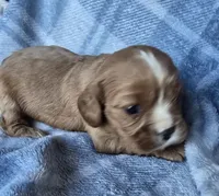 Molly, a female Cavalier King Charles Spaniel for sale in Arkport, NY – Photo 7 of 7