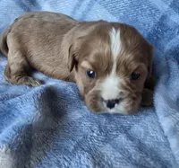 Molly, a female Cavalier King Charles Spaniel for sale in Arkport, NY – Photo 3 of 7