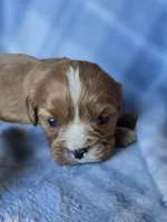 Molly, a female Cavalier King Charles Spaniel for sale in Arkport, NY – Photo 2 of 7