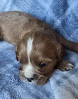 Molly, a female Cavalier King Charles Spaniel for sale in Arkport, NY – Photo 4 of 7