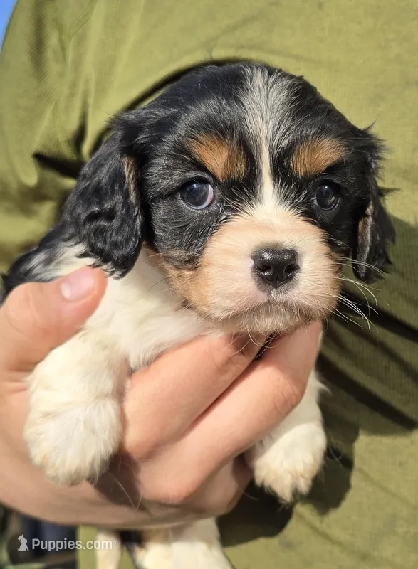 Eden – Cavalier King Charles Spaniel puppy for sale in Arkport, NY