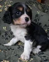 Eden, a female Cavalier King Charles Spaniel for sale in Arkport, NY – Photo 2 of 3