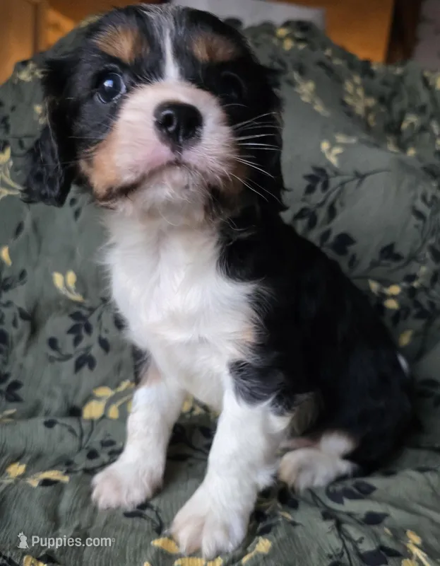 Eden – Cavalier King Charles Spaniel puppy for sale in Arkport, NY