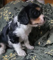 Eden, a female Cavalier King Charles Spaniel for sale in Arkport, NY – Photo 3 of 3