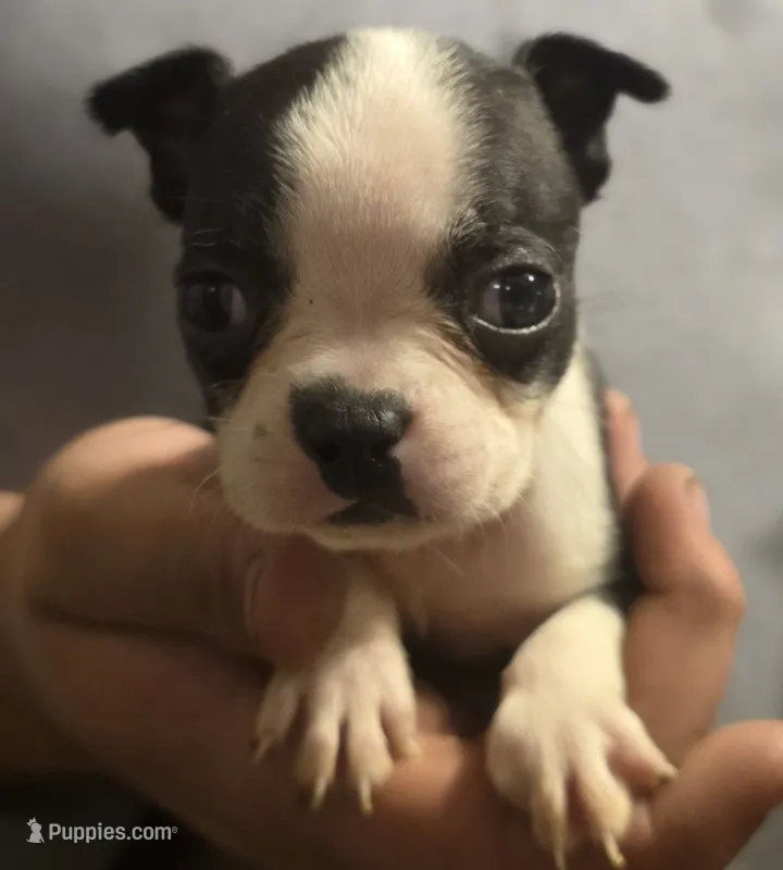 Shyla – Boston Terrier puppy for sale in Arkport, NY