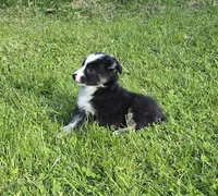 Deja blue eyes, a female Australian Shepherd for sale in Arkport, NY – 2 of 7