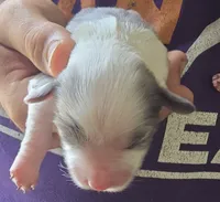 Paisley, a female Aussalier for sale in Arkport, NY – 1 of 2