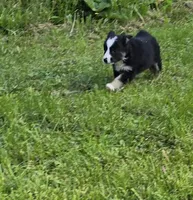 Deja blue eyes, a female Australian Shepherd for sale in Arkport, NY – 7 of 7