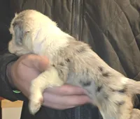 Poppy, a female Aussalier for sale in Arkport, NY – 4 of 4