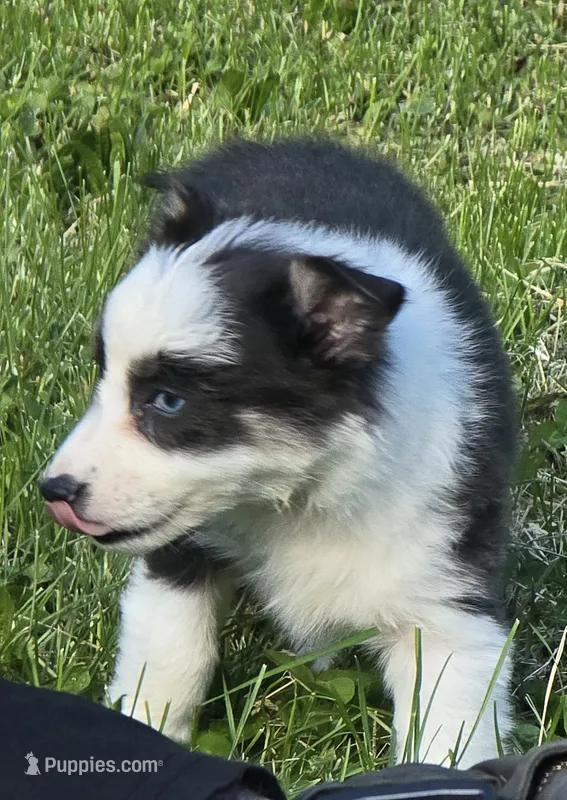 Danny – Australian Shepherd puppy for sale in Arkport, NY