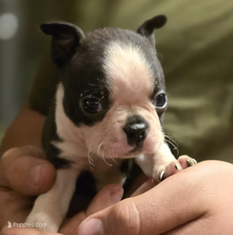 Potatoe – Boston Terrier puppy for sale in Arkport, NY