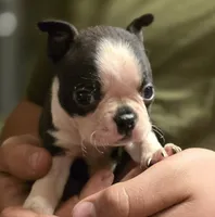 Potatoe, a male Boston Terrier for sale in Arkport, NY – 1 of 3