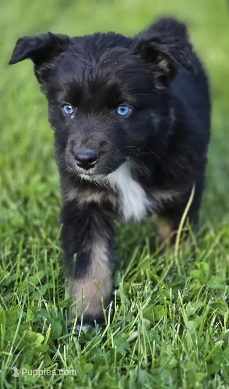 Domino blue eyes – Australian Shepherd puppy for sale in Arkport, NY