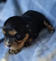 Merci, a female Cavalier King Charles Spaniel for sale in Arkport, NY – Photo 8 of 10