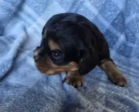 Merci, a female Cavalier King Charles Spaniel for sale in Arkport, NY – Photo 9 of 10