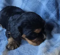 Merci, a female Cavalier King Charles Spaniel for sale in Arkport, NY – Photo 5 of 10