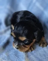 Merci, a female Cavalier King Charles Spaniel for sale in Arkport, NY – Photo 2 of 10