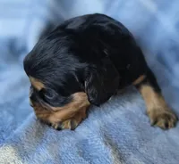 Merci, a female Cavalier King Charles Spaniel for sale in Arkport, NY – Photo 7 of 10