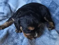 Merci, a female Cavalier King Charles Spaniel for sale in Arkport, NY – Photo 3 of 10