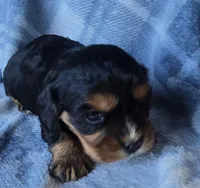 Merci, a female Cavalier King Charles Spaniel for sale in Arkport, NY – Photo 1 of 10