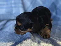 Merci, a female Cavalier King Charles Spaniel for sale in Arkport, NY – Photo 6 of 10