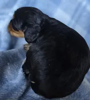 Merci, a female Cavalier King Charles Spaniel for sale in Arkport, NY – Photo 10 of 10