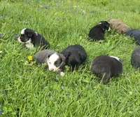 Domino blue eyes, a male Australian Shepherd for sale in Arkport, NY – 4 of 4