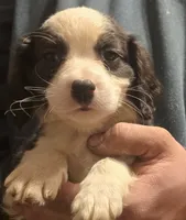 Prince, a male Aussalier for sale in Arkport, NY – 3 of 3