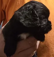Eva, a female Cavalier King Charles Spaniel for sale in Arkport, NY – 2 of 2