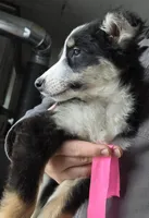 Smiles, a female Australian Shepherd for sale in Arkport, NY – Photo 2 of 2
