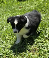 Glow, a female Australian Shepherd for sale in Arkport, NY – 2 of 5