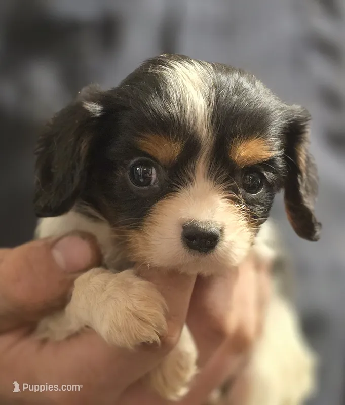 Charity – Cavalier King Charles Spaniel puppy for sale in Arkport, NY