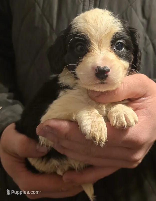 Prince – Aussalier puppy for sale in Arkport, NY