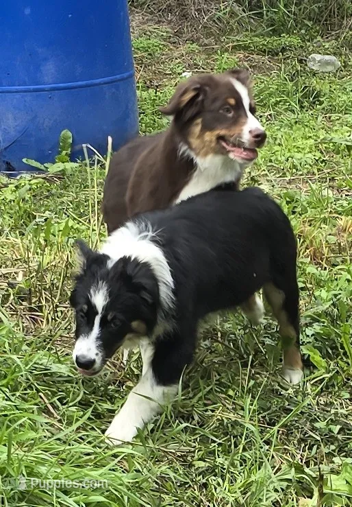 Glow – Australian Shepherd puppy for sale in Arkport, NY