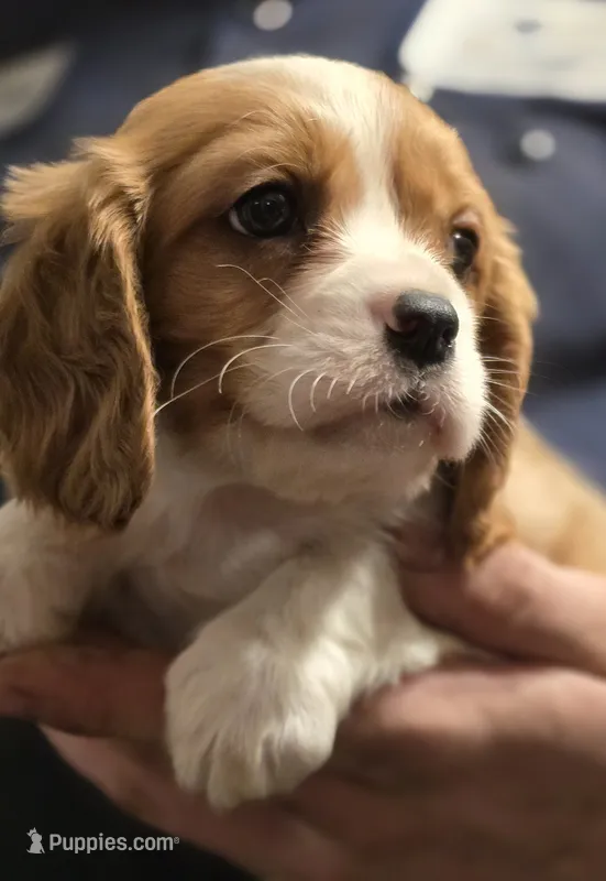 Connor – Cavalier King Charles Spaniel puppy for sale in Arkport, NY