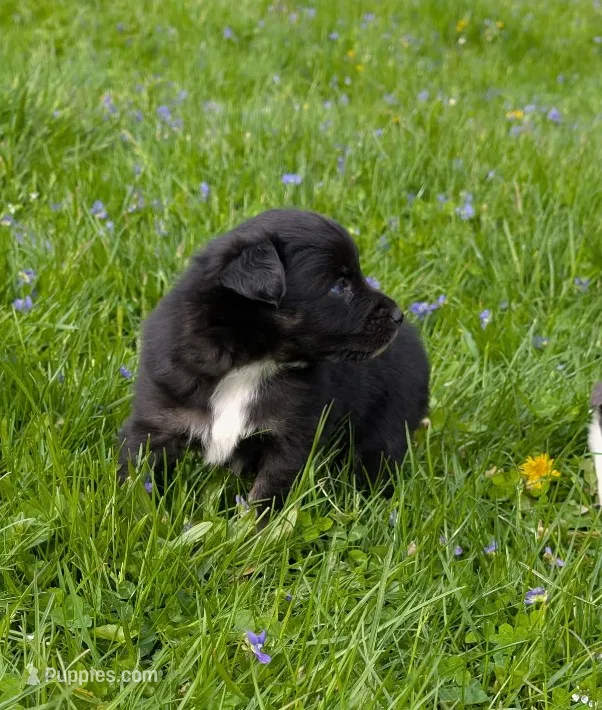 Domino blue eyes – Australian Shepherd puppy for sale in Arkport, NY