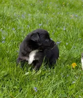 Domino blue eyes, a male Australian Shepherd for sale in Arkport, NY – 1 of 4