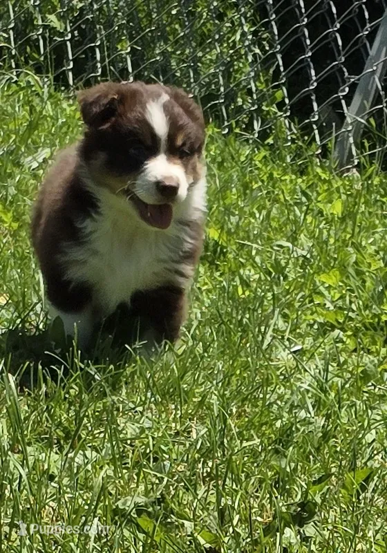Gabriella – Australian Shepherd puppy for sale in Arkport, NY